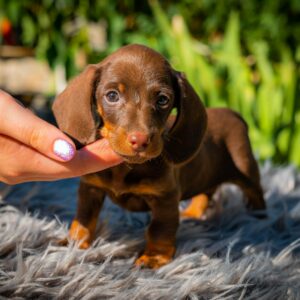 Norah Miniature Dachshund Norah Miniature Dachshund