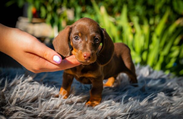 Norah Miniature Dachshund Norah Miniature Dachshund