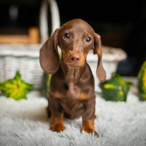 Norah Miniature Dachshund Norah Miniature Dachshund