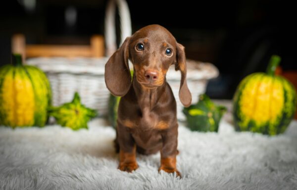 Norah Miniature Dachshund Norah Miniature Dachshund