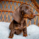Norah-female-miniature-dachshund-puppy-for-sale- (5)