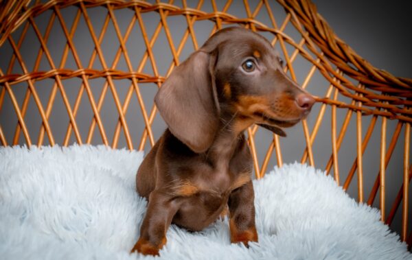 Norah Miniature Dachshund Norah Miniature Dachshund