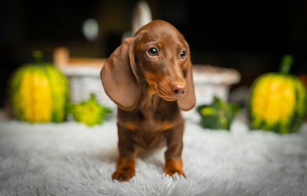 Norah Miniature Dachshund Norah Miniature Dachshund