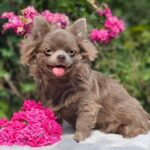 Nox-male-Chihuahua-puppy-for-sale-1