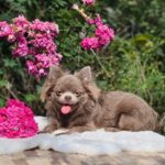 Nox-male-Chihuahua-puppy-for-sale-2