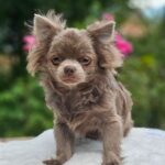 Nox-male-Chihuahua-puppy-for-sale-3