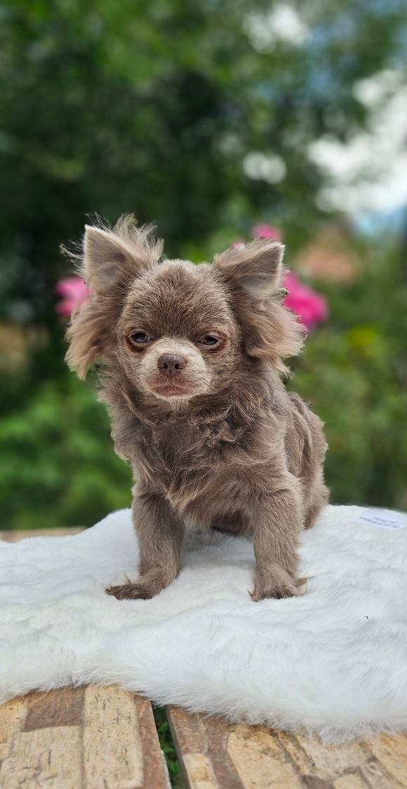 Nox Chihuahua Nox Chihuahua