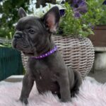 Odissey-male-french-bulldog-puppy-for-sale-1 (1)