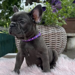 Odissey French Bulldog Odissey French Bulldog