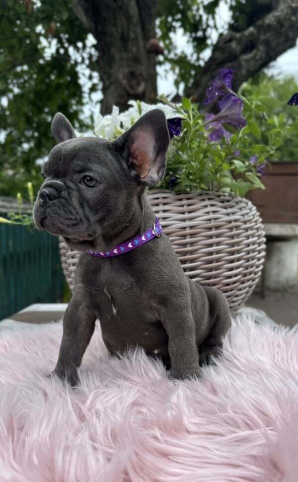 Odissey French Bulldog Odissey French Bulldog