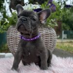Odissey-male-french-bulldog-puppy-for-sale-1 (2)