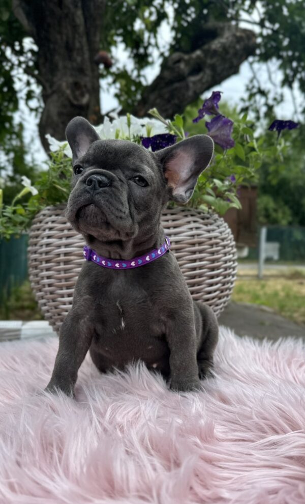 Odissey French Bulldog Odissey French Bulldog