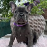 Odissey-male-french-bulldog-puppy-for-sale-1 (3)
