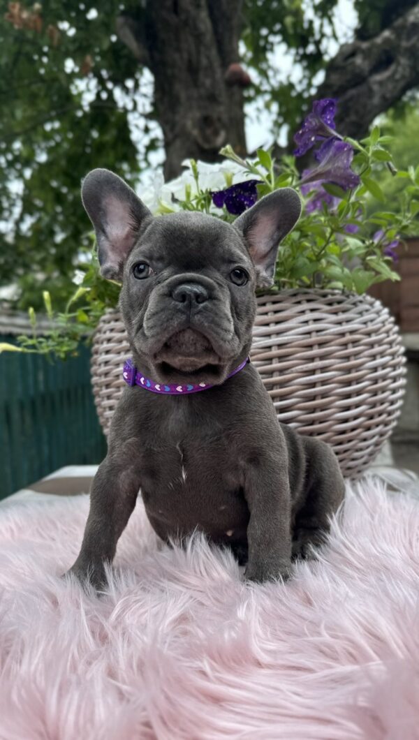 Odissey French Bulldog Odissey French Bulldog
