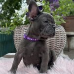 Odissey-male-french-bulldog-puppy-for-sale-1 (4)