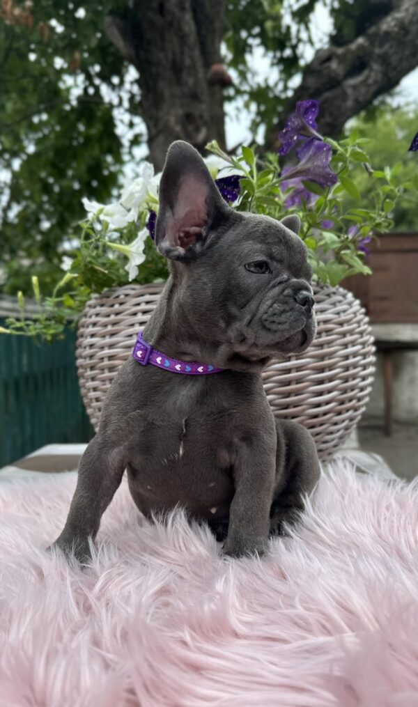 Odissey French Bulldog Odissey French Bulldog