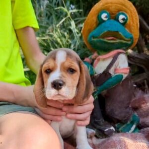 Olaf Beagle Olaf Beagle
