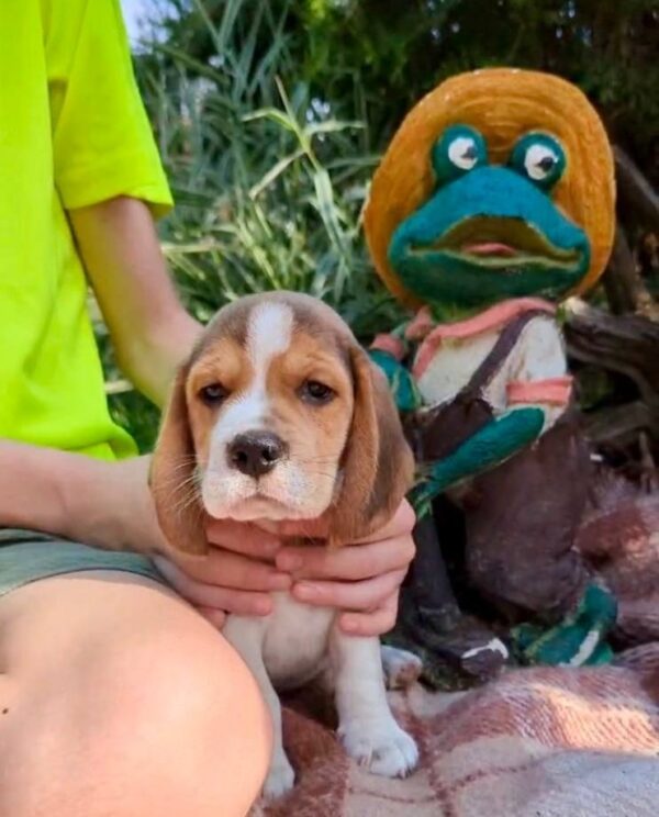 Olaf Beagle Olaf Beagle