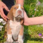 Olen-male-beagle-puppy-for-sale-1
