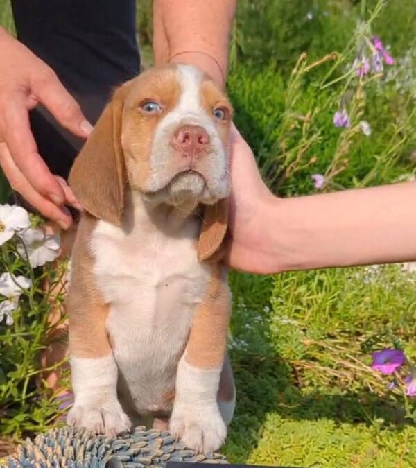 Olen Beagle Olen Beagle