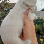 Olith-male-Maltese-puppy-for-sale-1