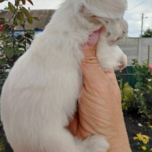 Olith Maltese Olith Maltese