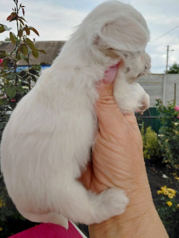 Olith Maltese Olith Maltese
