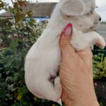 Olith-male-Maltese-puppy-for-sale-2