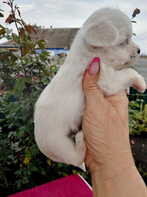 Olith Maltese Olith Maltese