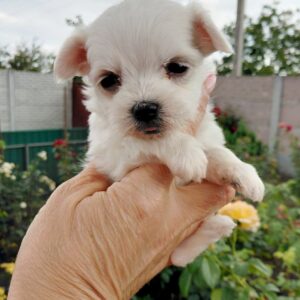 Olith Maltese Olith Maltese