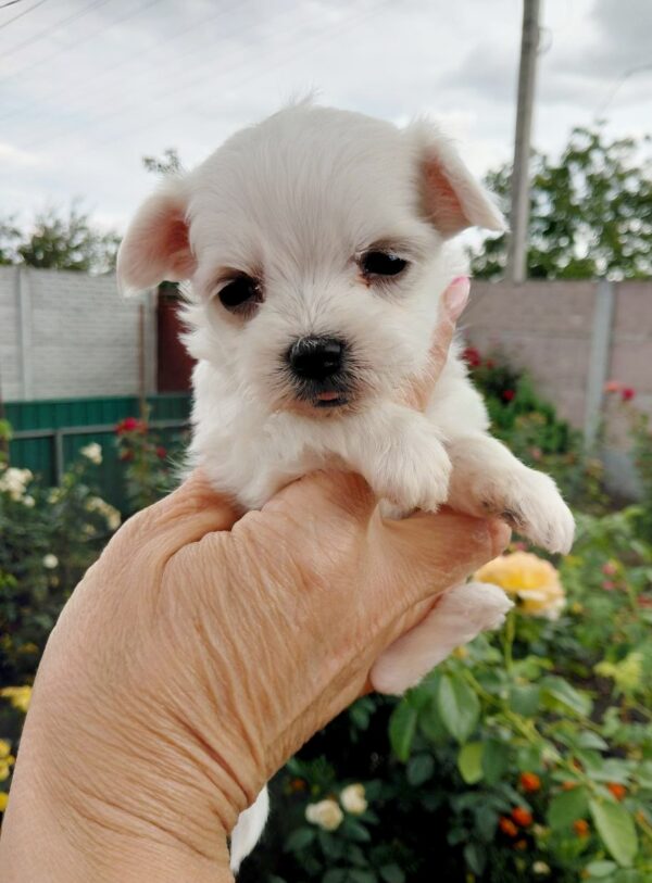 Olith Maltese Olith Maltese