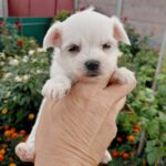 Olith-male-Maltese-puppy-for-sale-4