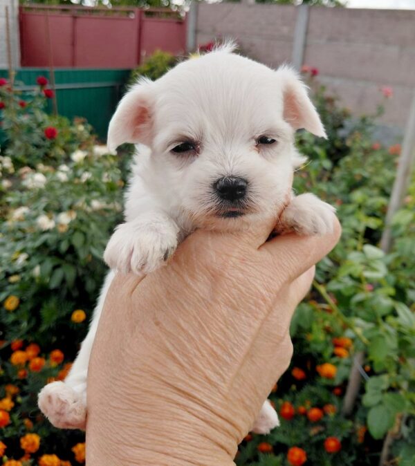Olith Maltese Olith Maltese