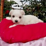 Oliva-female-Maltese-puppy-for-sale-2