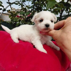 Oliva Maltese Oliva Maltese