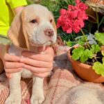 Omma-female-beagle-puppy-for-sale-1