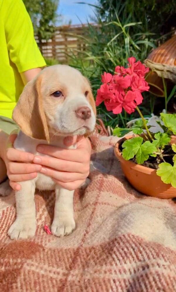 Omma Beagle Omma Beagle