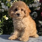 Orion-male-cavapoo-puppy-for-sale- (1)
