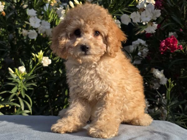 Orion Cavapoo Orion Cavapoo
