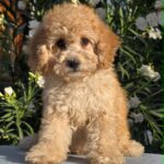 Orion-male-cavapoo-puppy-for-sale- (2)