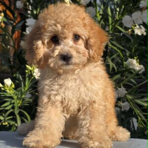 Orion Cavapoo Orion Cavapoo