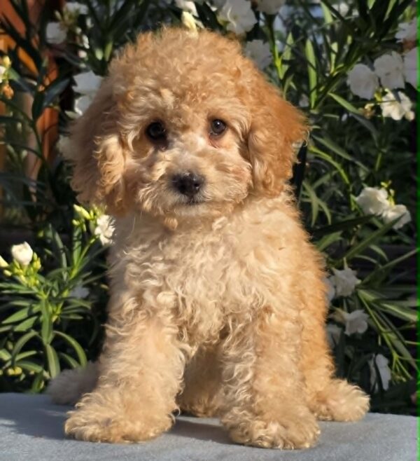 Orion Cavapoo Orion Cavapoo