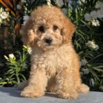 Orion-male-cavapoo-puppy-for-sale- (3)