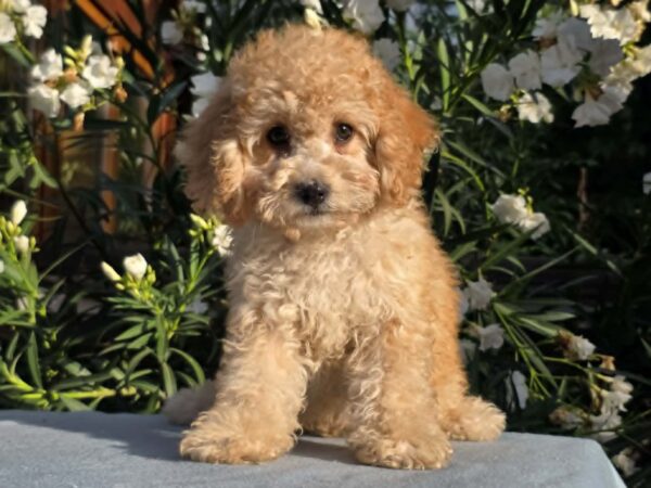 Orion Cavapoo Orion Cavapoo