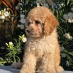 Orion-male-cavapoo-puppy-for-sale- (4)
