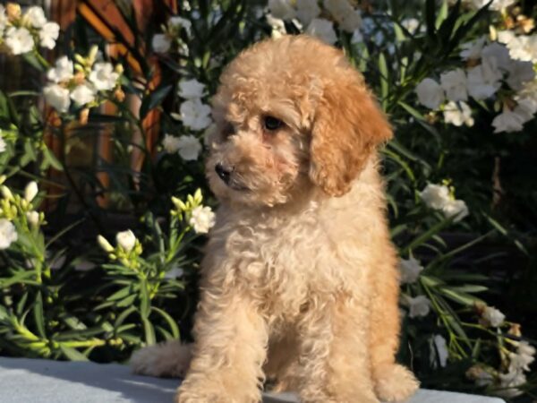 Orion Cavapoo Orion Cavapoo