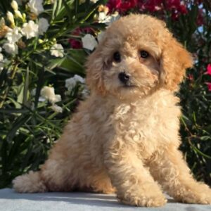 Orion Cavapoo Orion Cavapoo