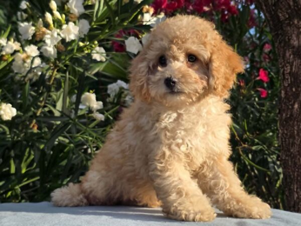 Orion Cavapoo Orion Cavapoo