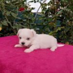 Owen-male-Maltese-puppy-for-sale-1