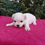 Owen-male-Maltese-puppy-for-sale-2